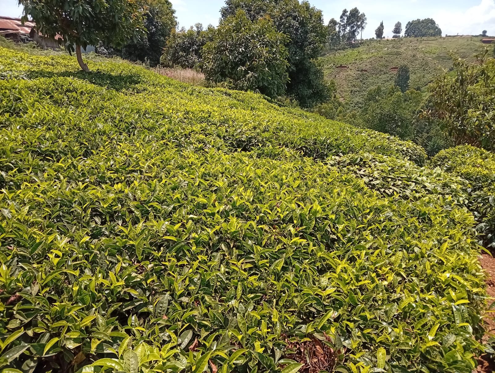 Land