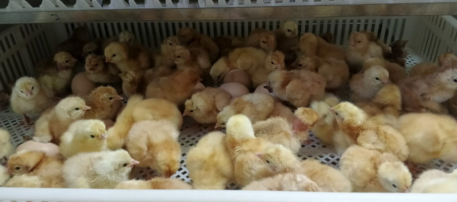 chick available