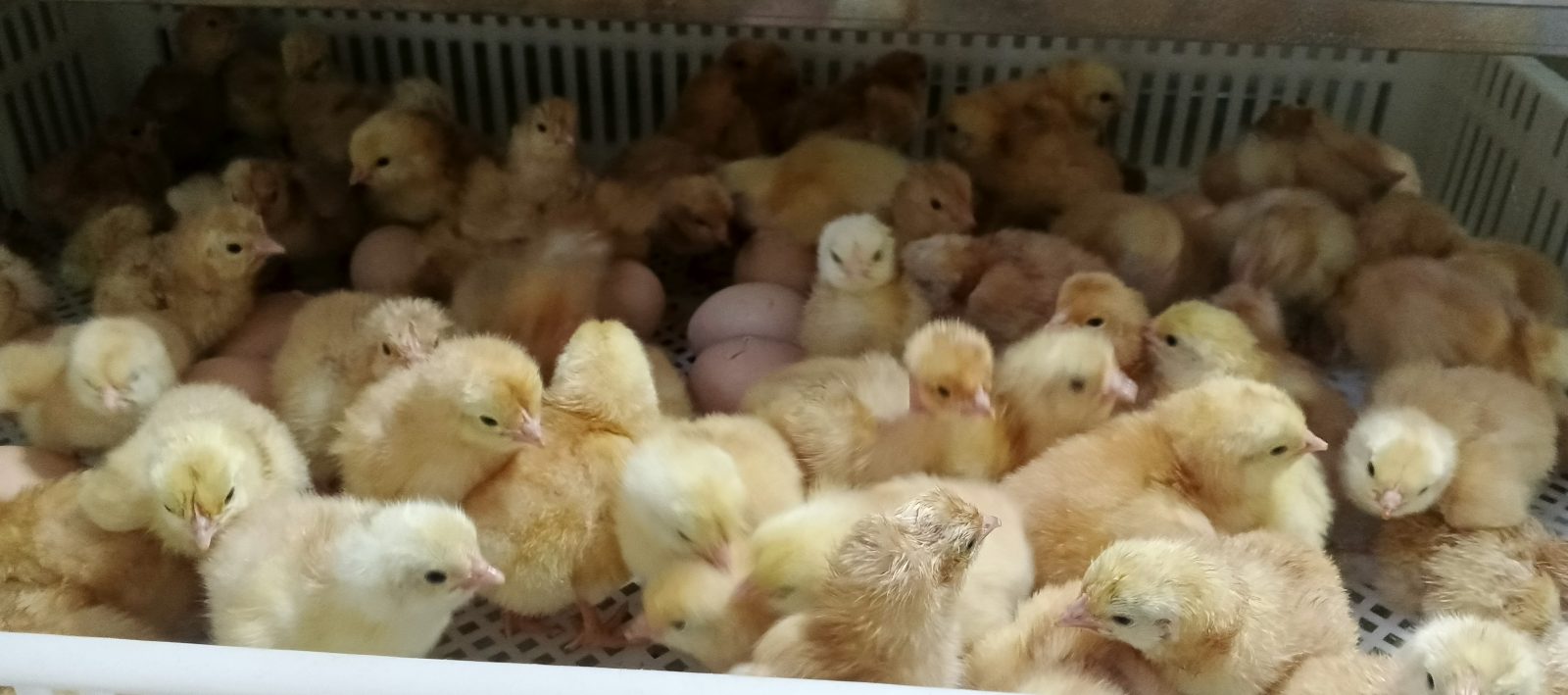 chick available