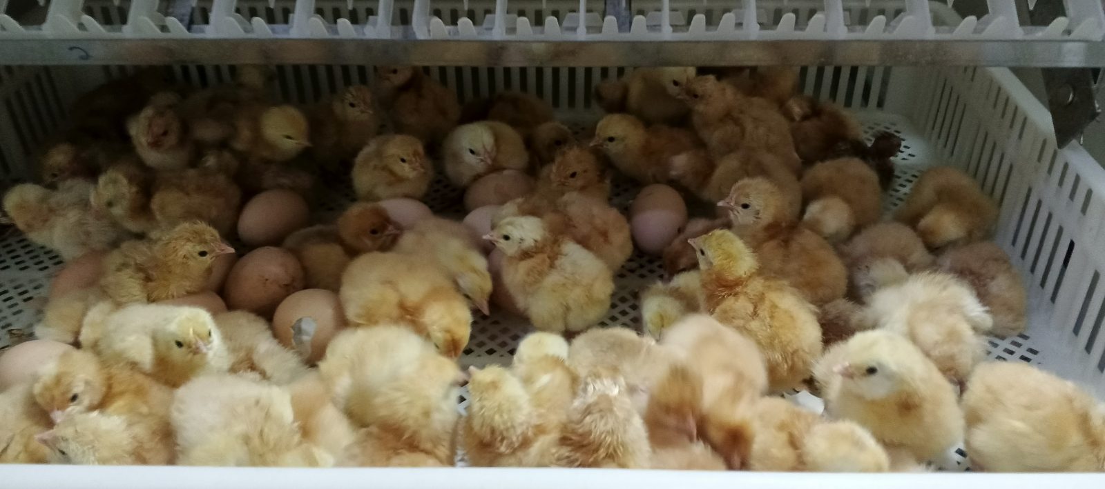 chick available