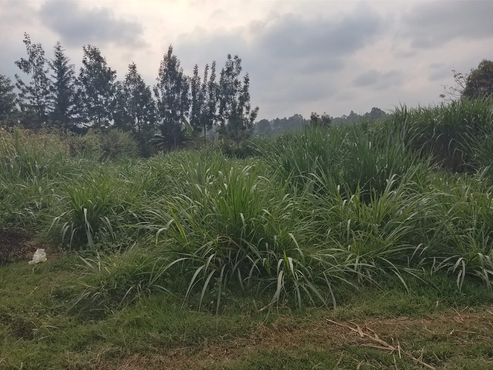 Land