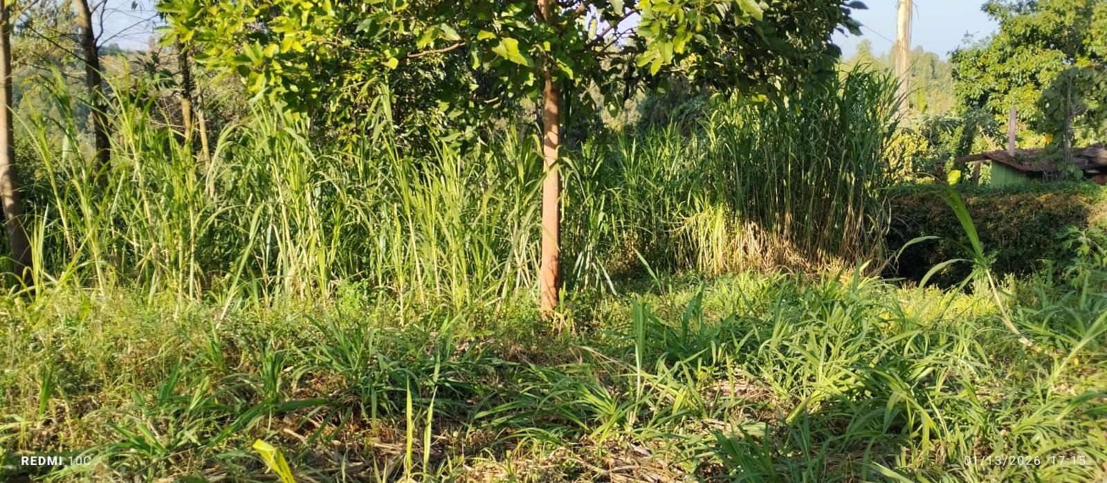 Land sale